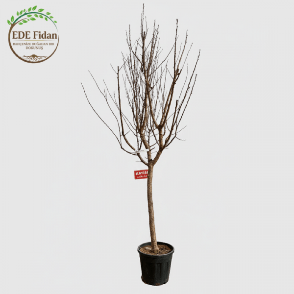 Kayısı Ağacı - 7 YAŞ